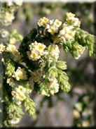 Thymelaea hirsuta