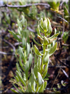 Thymelaea pubescens subsp. elliptica