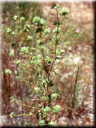 Thymus albicans