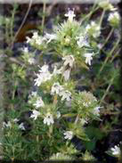 Thymus baeticus