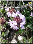 Thymus granatensis subsp. granatensis