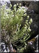 Thymus mastichina subsp. mastichina