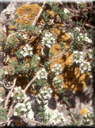 Thymus wildenowii
