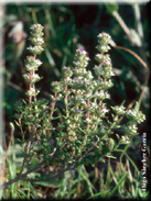 Thymus zygis subsp. gracilis