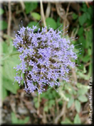 Trachelium caeruleum subsp. caeruleum