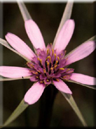 Tragopogon hybridus