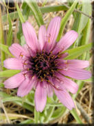 Tragopogon porrifolius