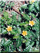 Tribulus terrestris