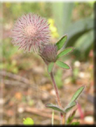 Trifolium arvense