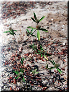 Trifolium bocconei