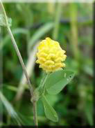 Trifolium campestre