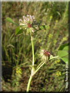 Trifolium cernuum