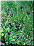 Trifolium gemellum