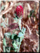 Trifolium incarnatum