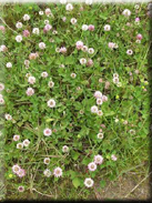 Trifolium isthmocarpum subsp. isthmocarpum