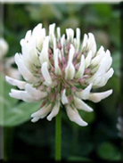 Trifolium repens subsp. repens