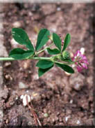 Trifolium resupinatum