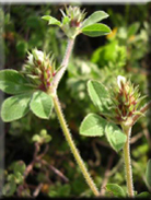 Trifolium scabrum