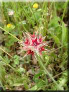 Trifolium stellatum