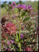Trifolium suaveolens