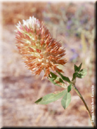 Trifolium vesiculosum