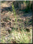 Triglochin bulbosa subsp. barrelieri