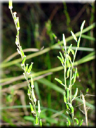 Triglochin bulbosa subsp. laxiflora