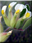 Tripodium tetraphyllum