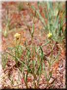 Tuberaria bupleurifolia