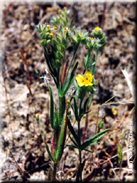 Tuberaria echioides