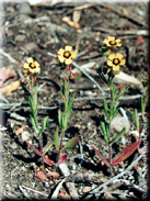 Tuberaria guttata