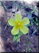 Tuberaria lignosa