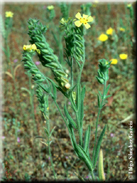 Tuberaria macrosepala