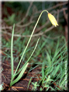 Tulipa sylvestris