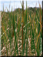 Typha angustifolia