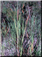 Typha dominguensis