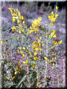 Ulex australis subsp. australis