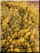 Ulex baeticus  subsp. scaber