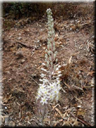 Urginea maritima