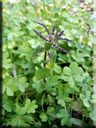 Urtica membranacea