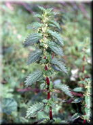 Urtica urens