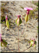 Vaccaria hispanica