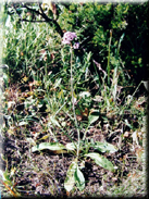 Valeriana tuberosa