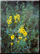 Verbascum erosum