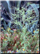 Verbascum masguindali