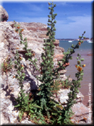 Verbascum pseudocreticum