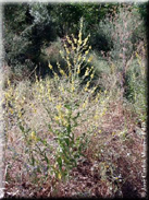 Verbascum sinuatum