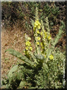 Verbascum thapsus subsp. giganteum