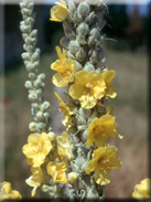 Verbascum thapsus subsp. martinezii