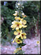 Verbascum virgatum